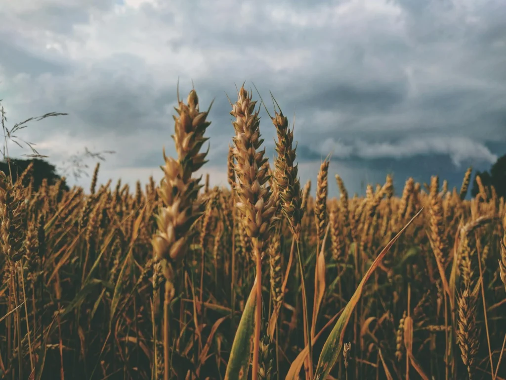 Agriculture